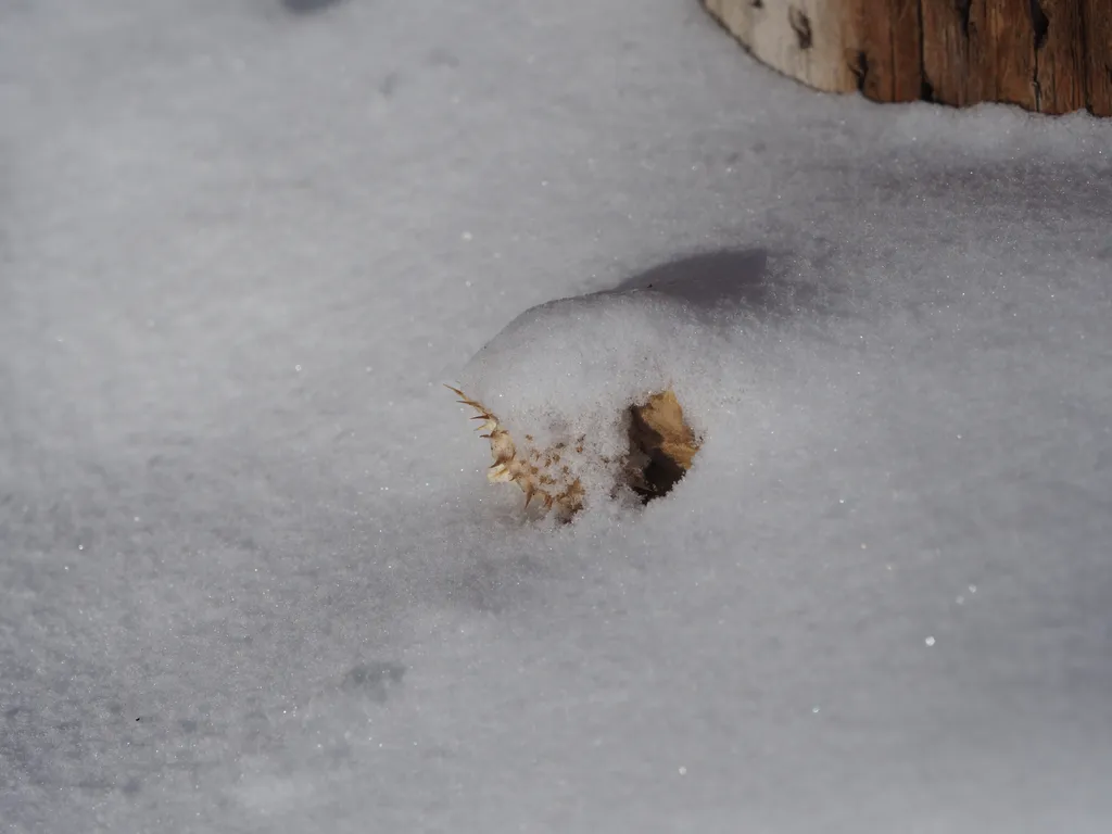 snow on a spiky seed pod