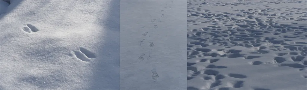 Three pictures of footprints in snow (rabbit on snow, human on ice, many human on snow)