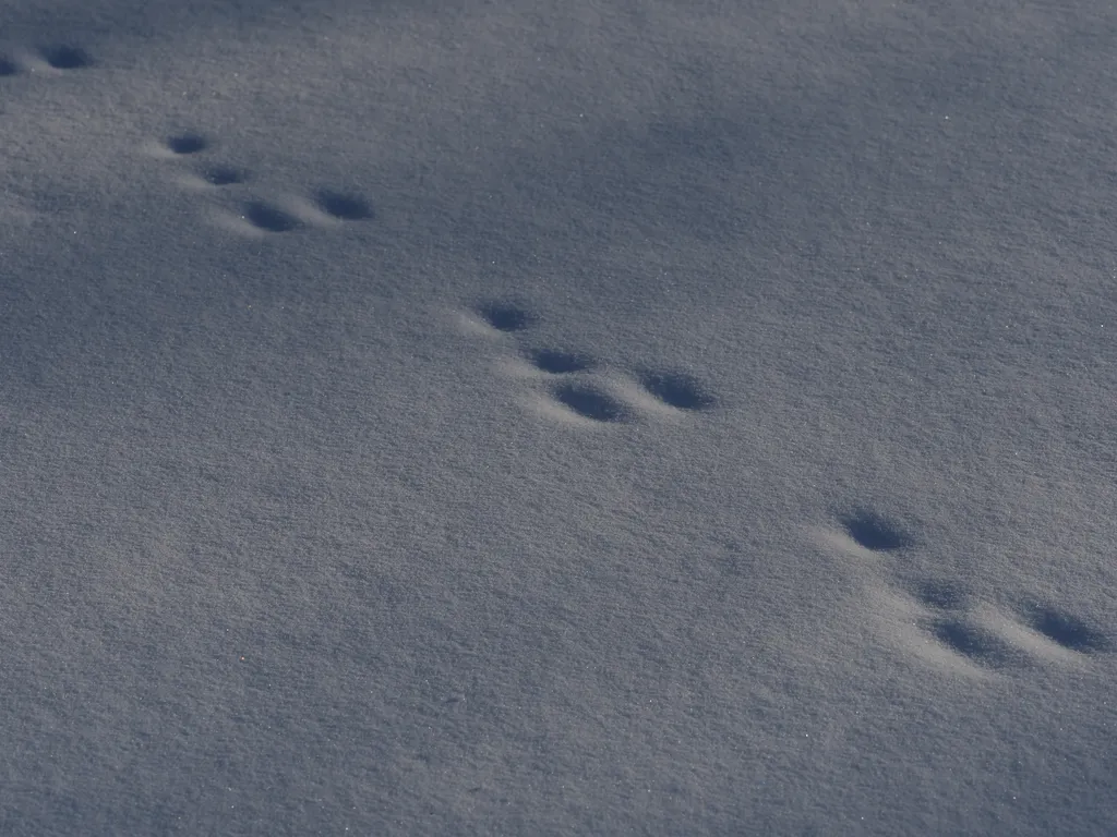 rabbit tracks covered by snow