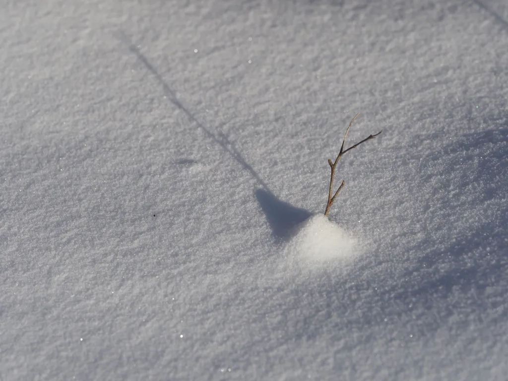 a plant casting a shadow in the snow