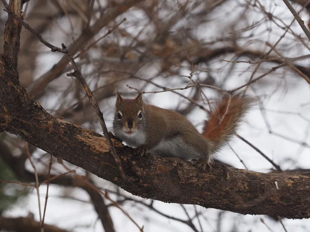 a squirrel on a branch