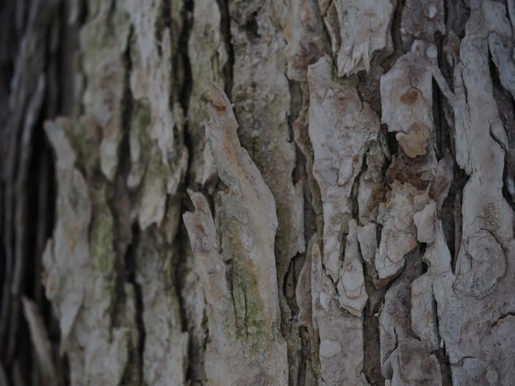 peeling bark on a tree