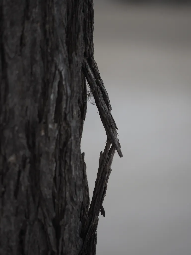 peeling bark on a tree