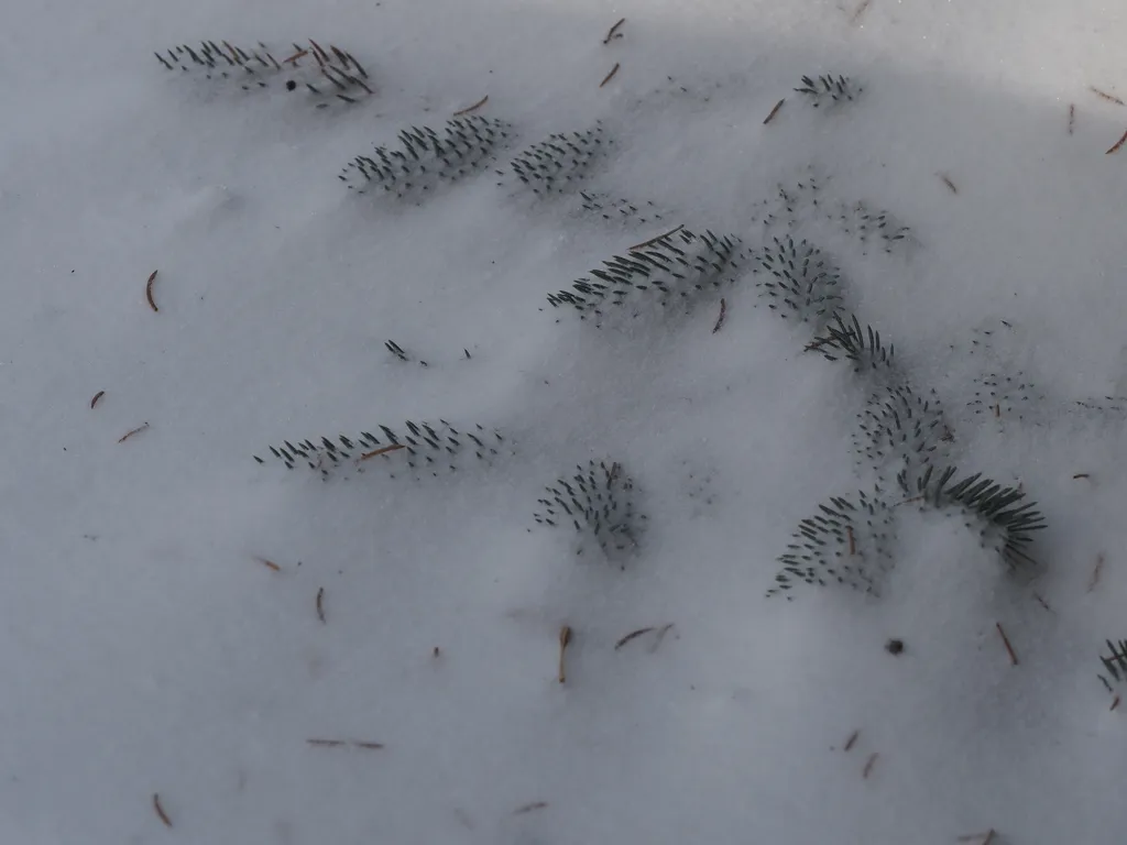 a pine branch poking out of the snow