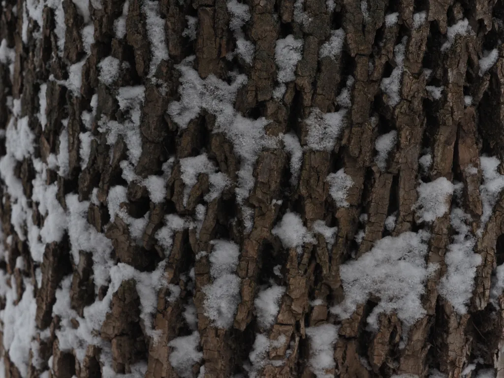 snow on a tree