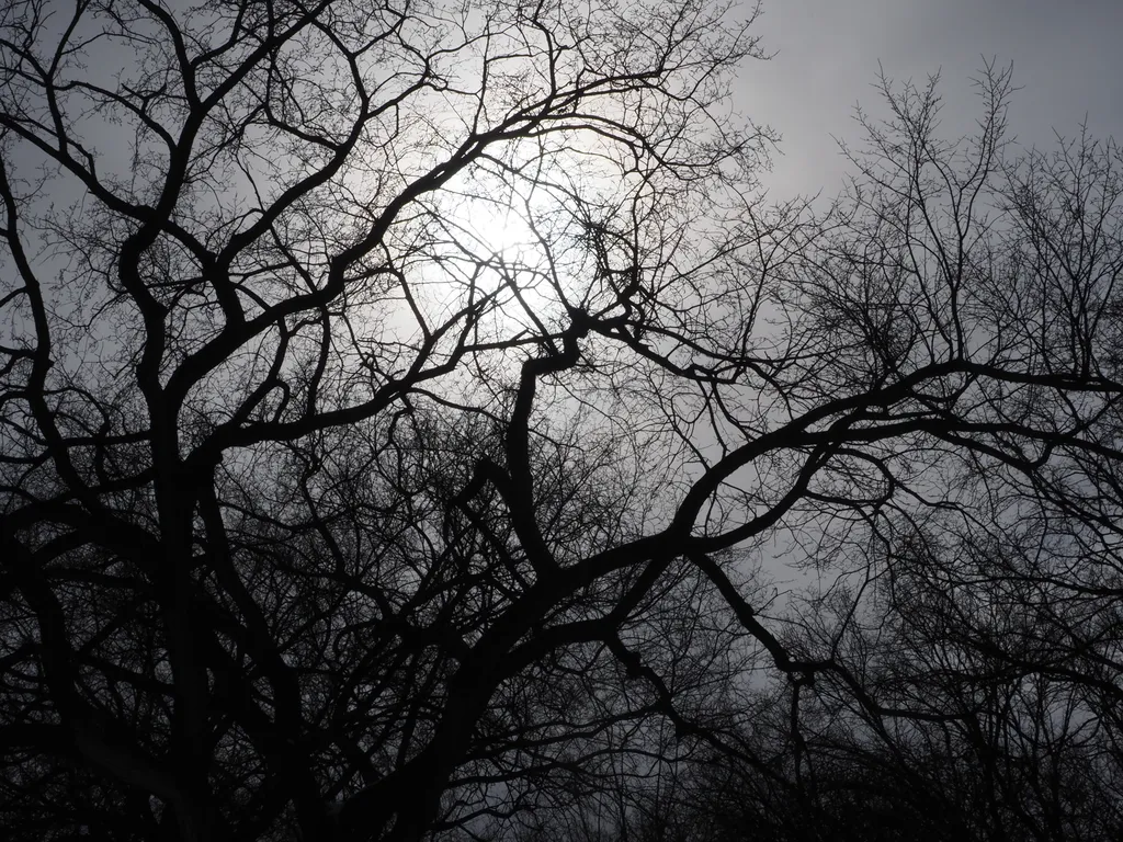 bare branches against a cloudy sky