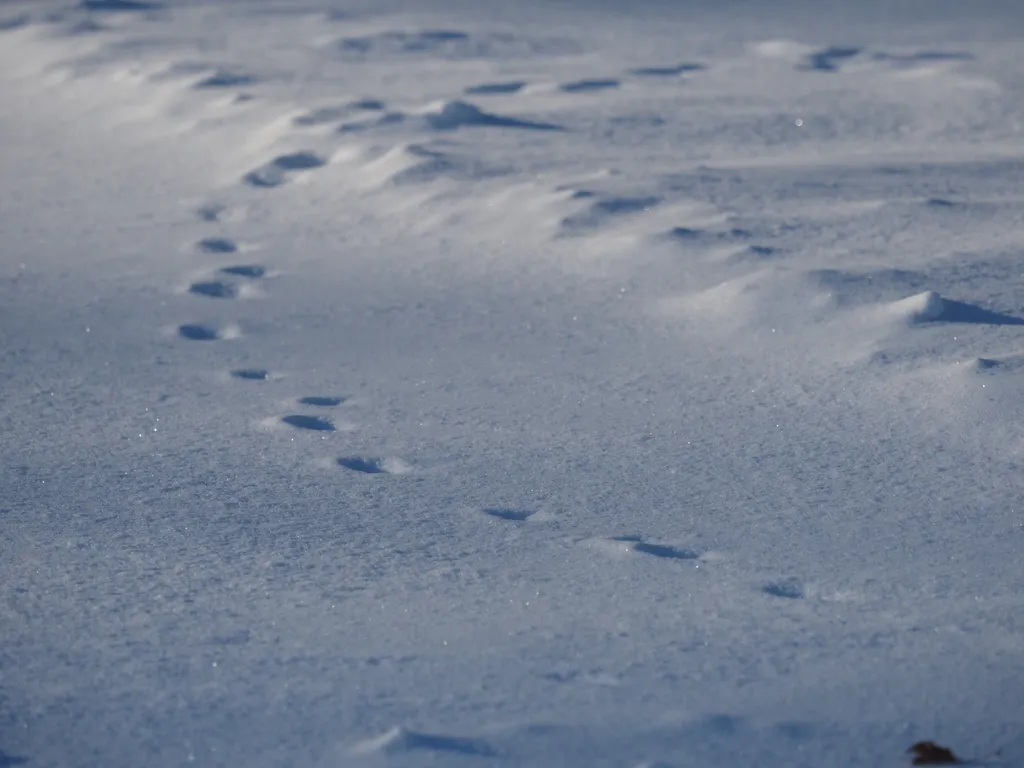 animal footprints in the snow