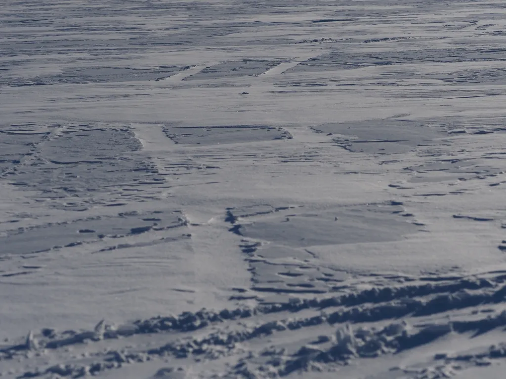 tracks in the snow