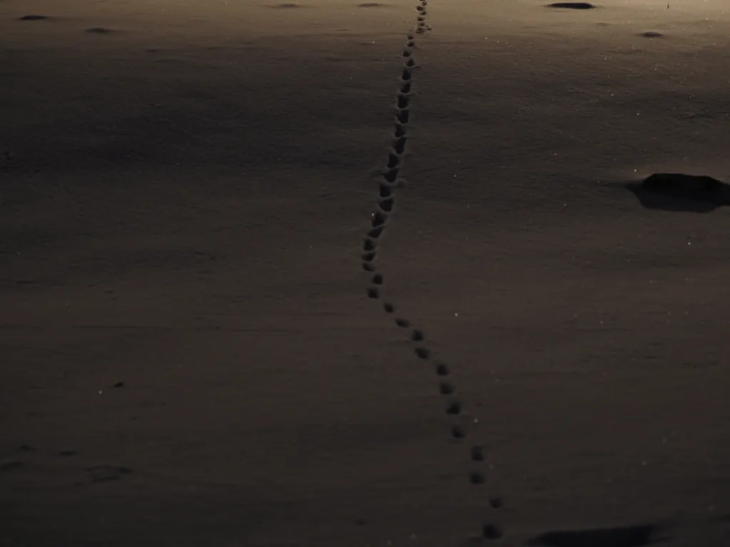 animal footprints in the snow