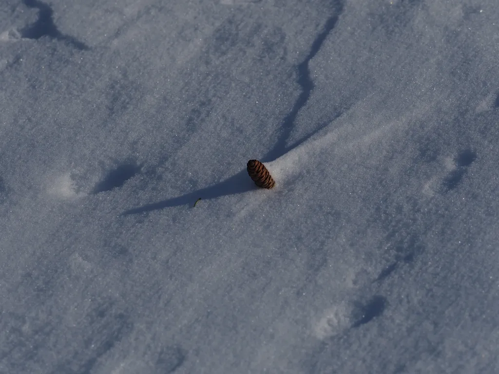 a pine cone in the snow