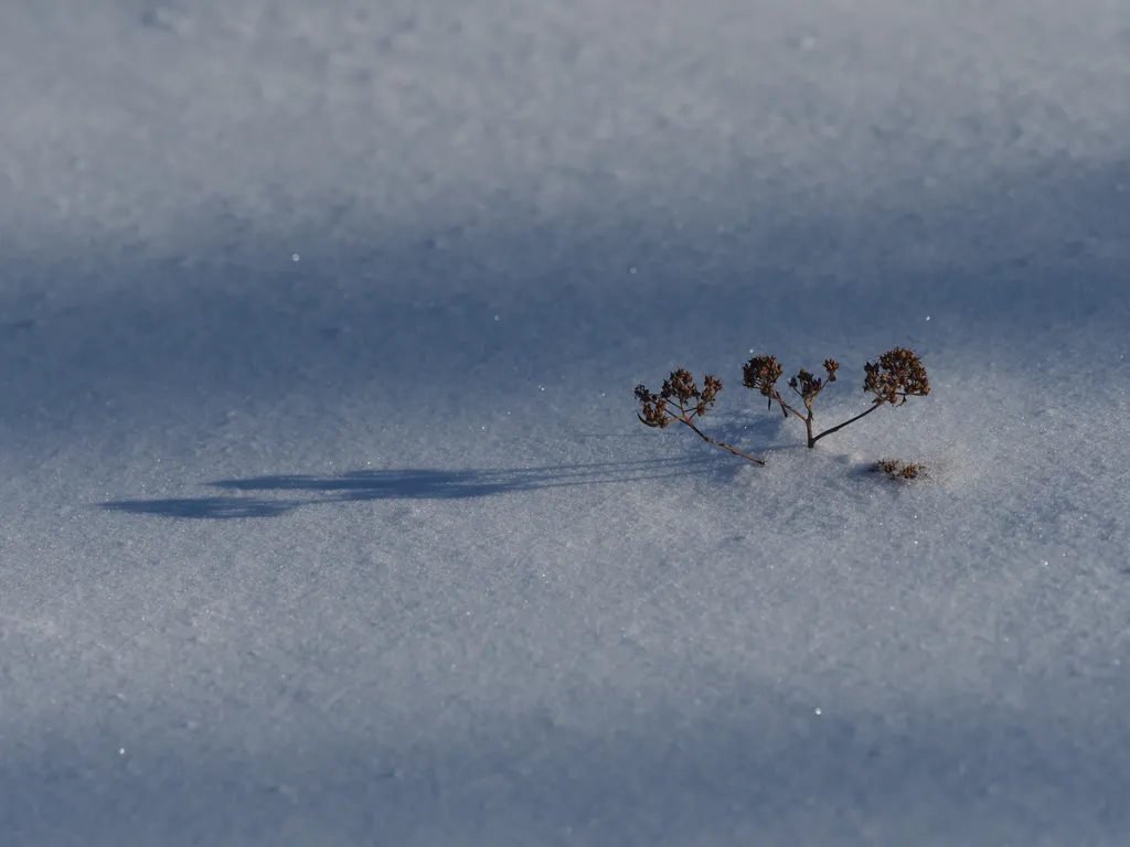 a plant sticking out of the snow