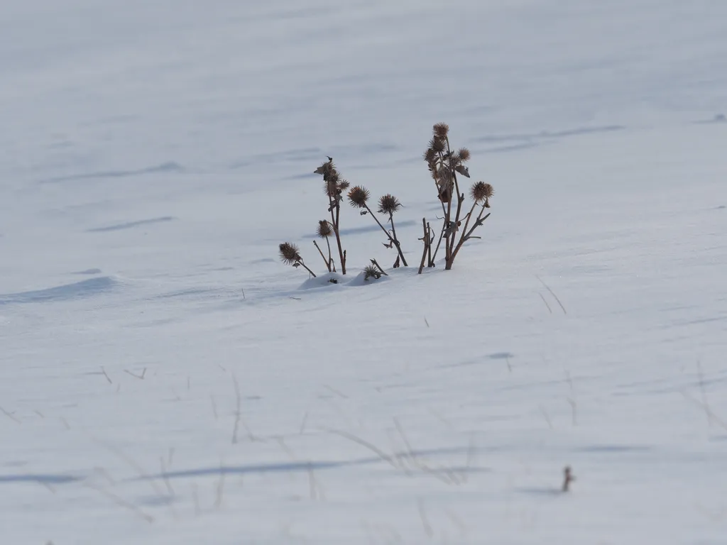 burs sticking out of the snow