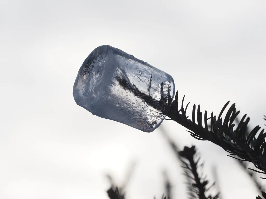 a cyclindrical piece of ice stuck on the end of a pine branch