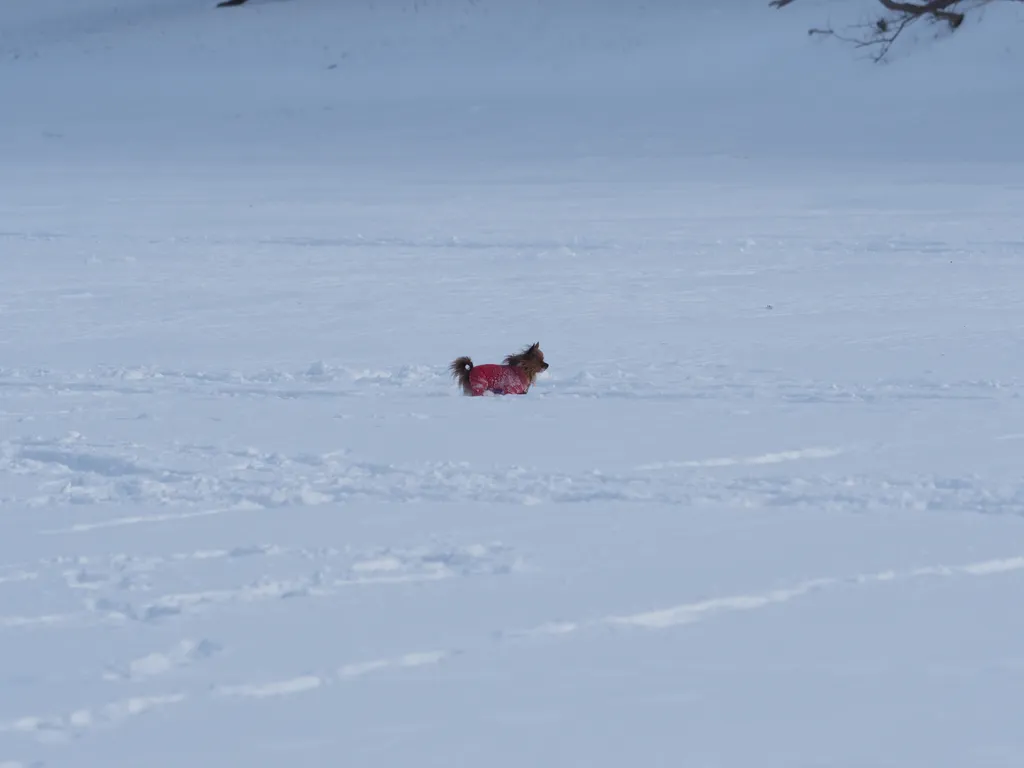 a small dog running on a frozen river