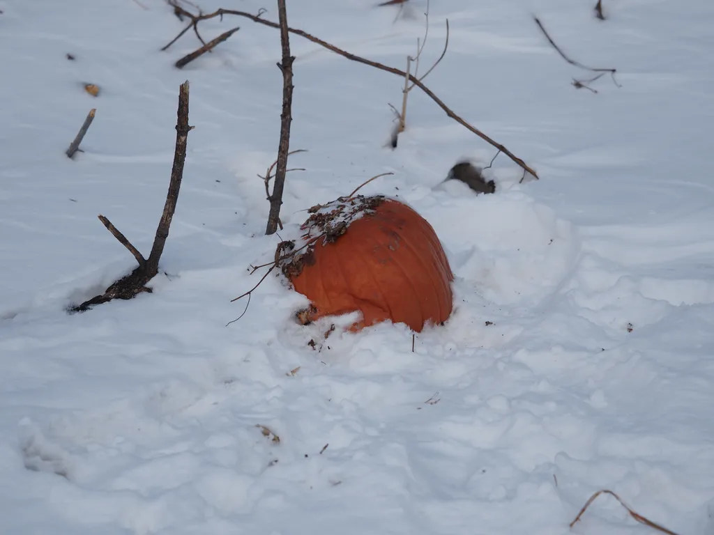 a pumpkin burried in snow