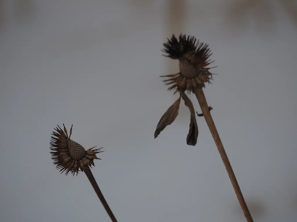 the remains of coneflowers