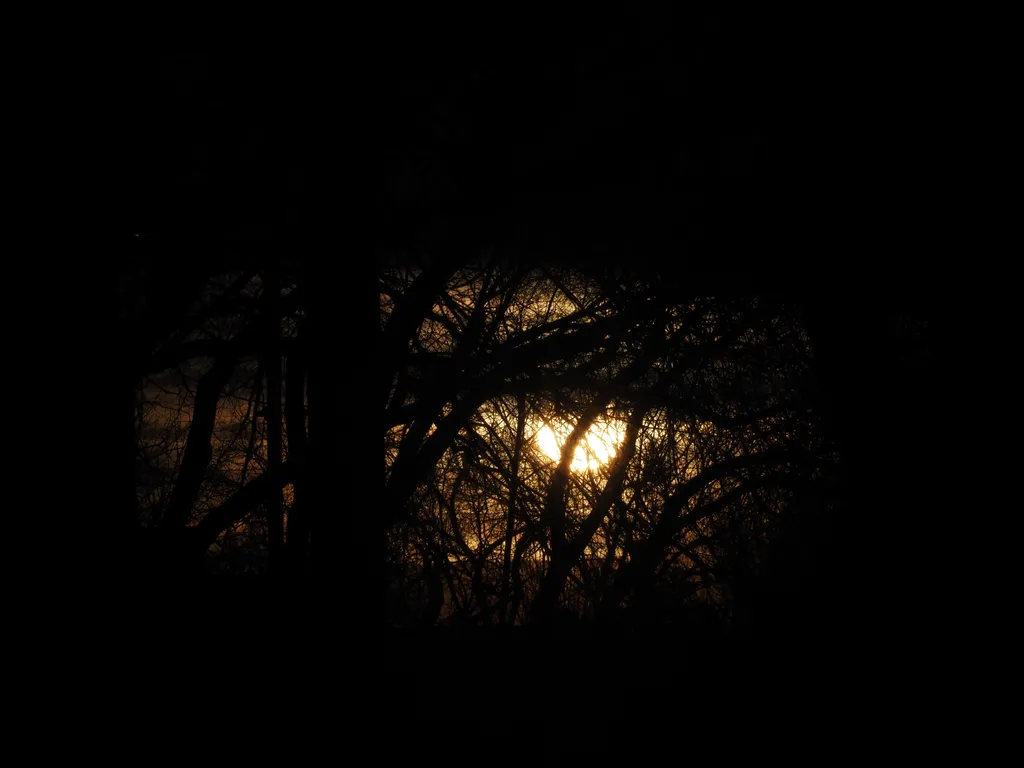 the sun setting behind trees