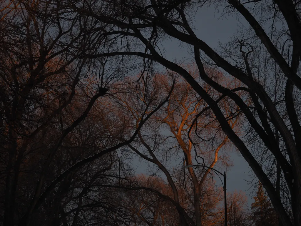 bare branches turned red at sunset