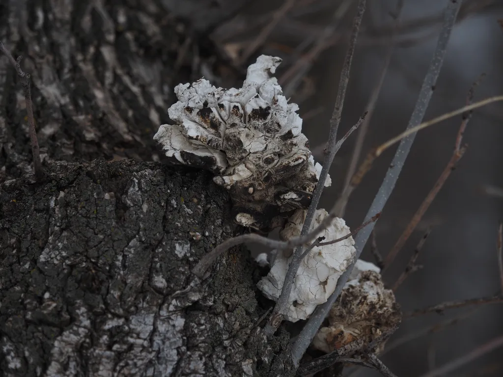 white fungus growing on a tree