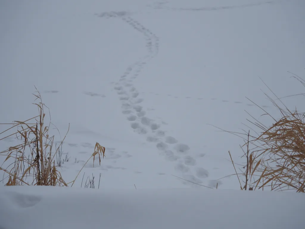 footprints on a river