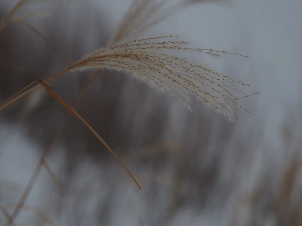 tall grass blowing in the wind