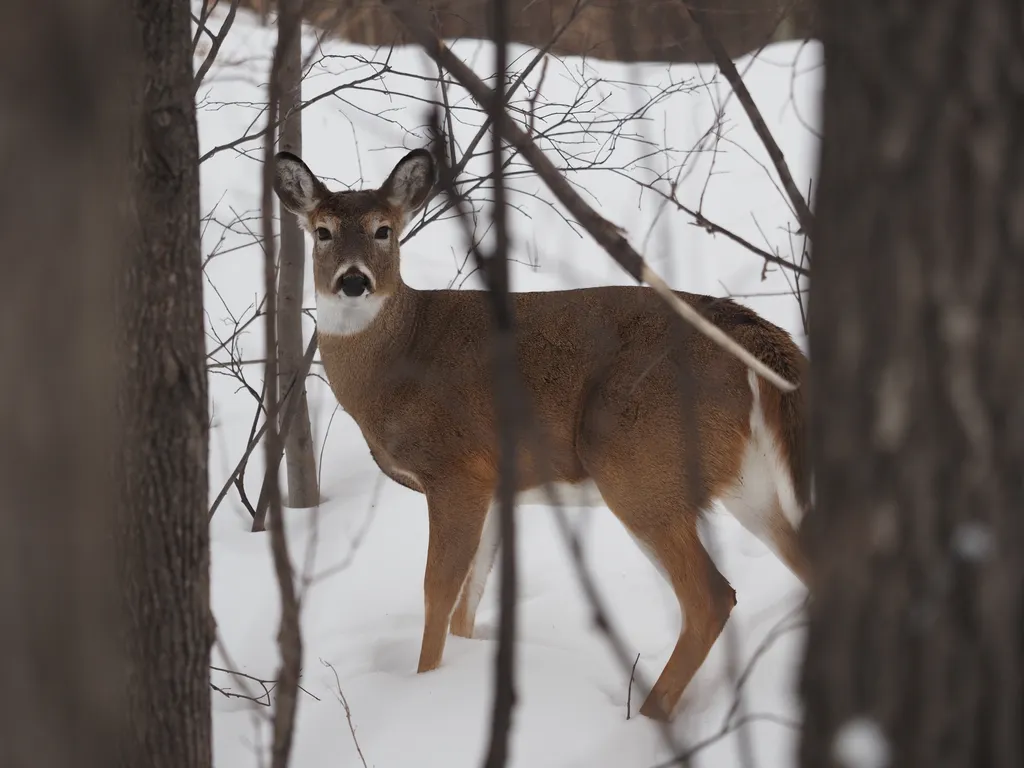 deer in a forest