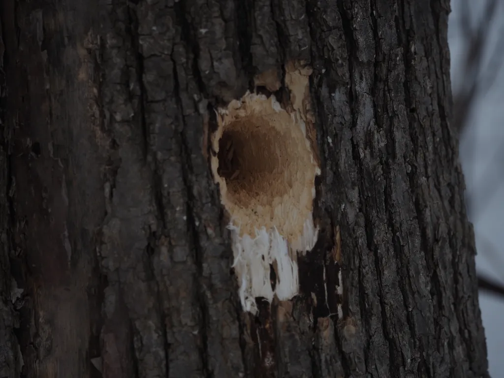 a hole in a tree