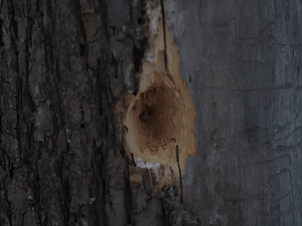 a hole in a tree