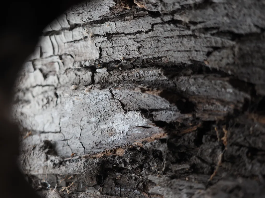 looking into a hollow tree trunk