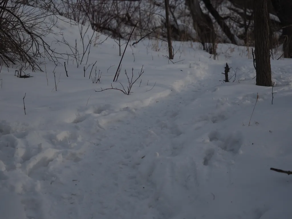 a path through a snowy forest