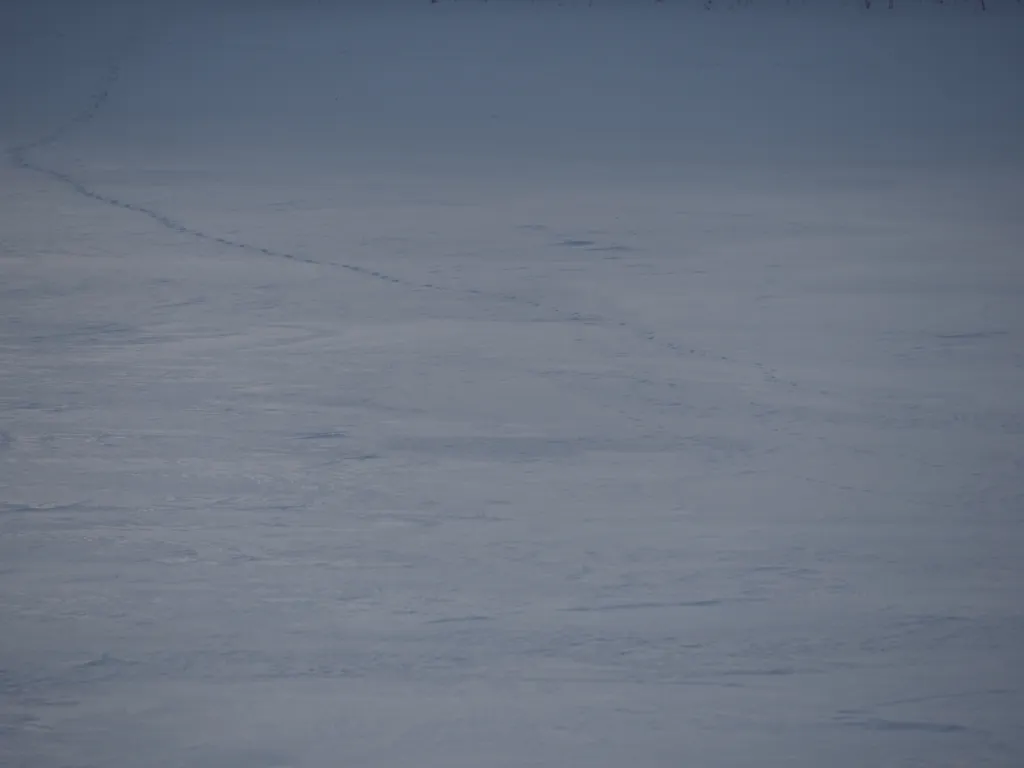 tracks along a frozen river