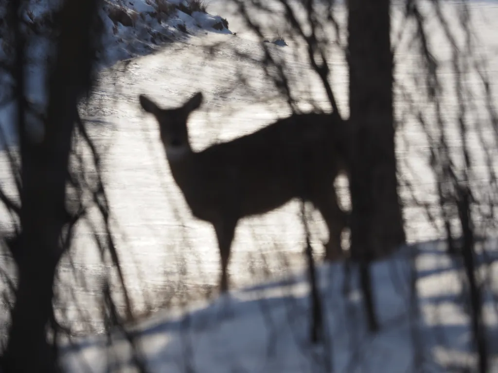 a deer in a forest