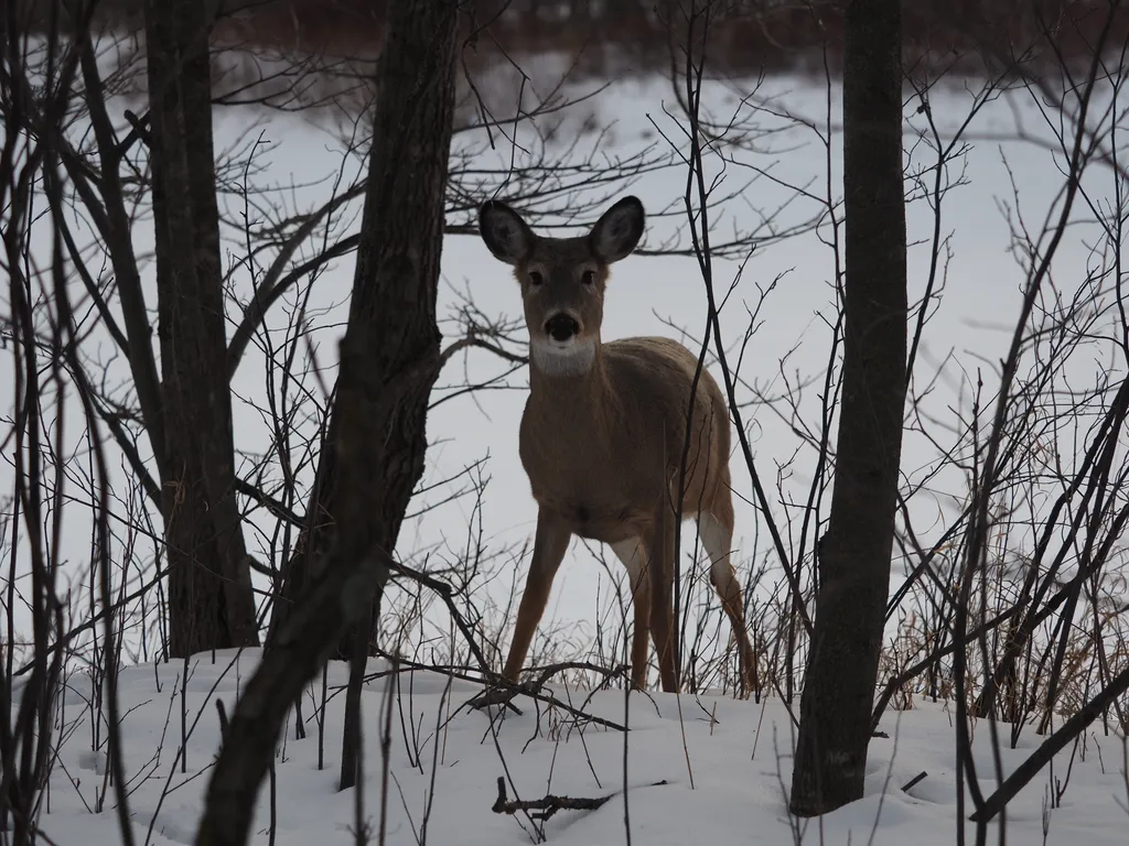 a deer in a forest