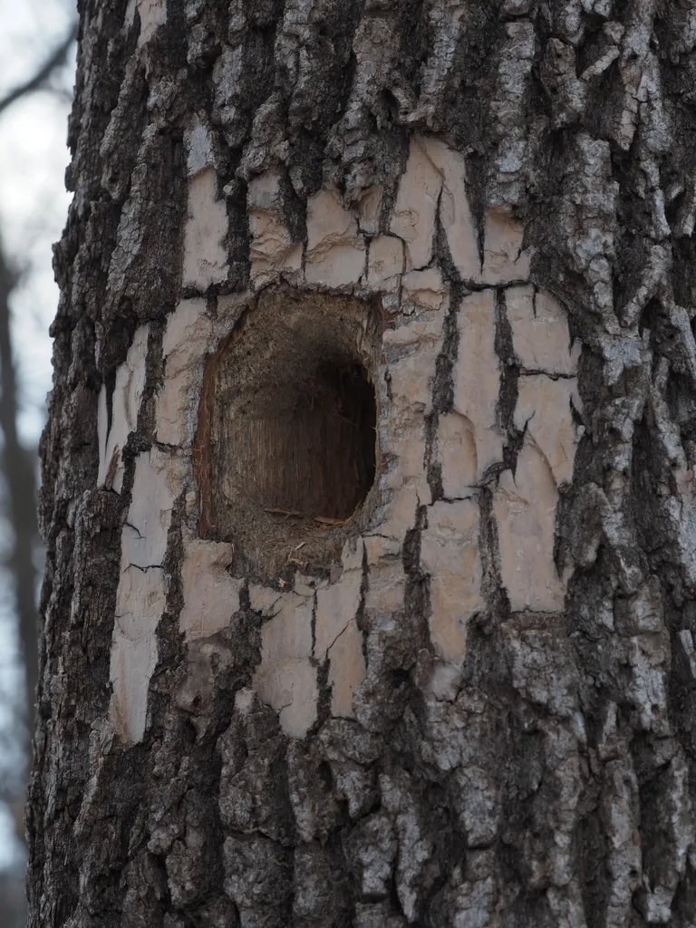 a hole in a tree