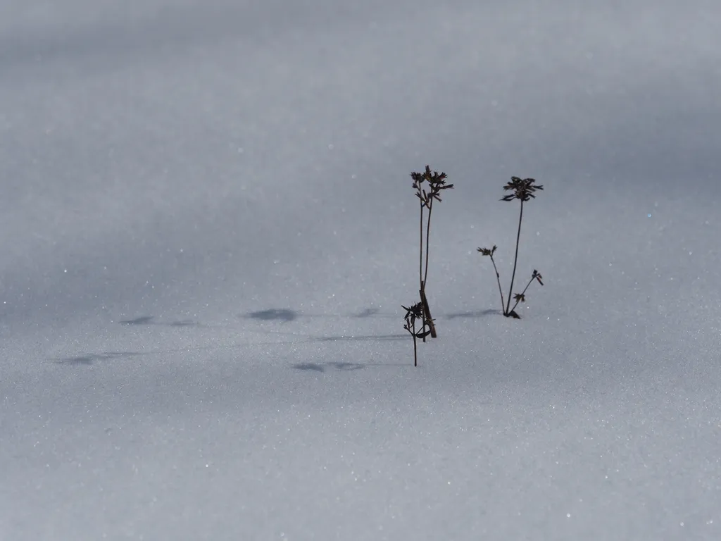 plants peeking out of the snow