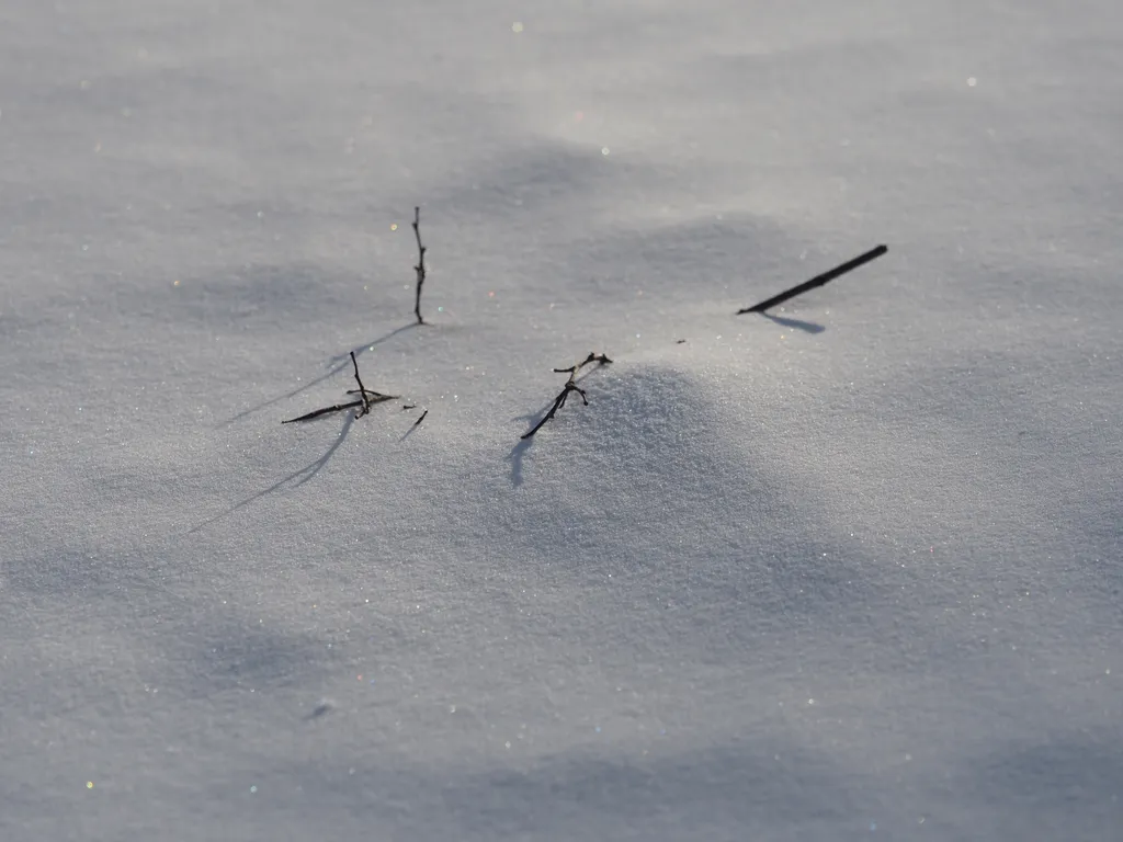 branches in the snow