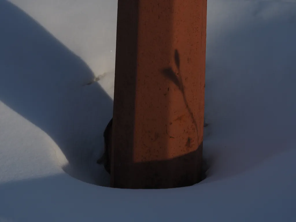 the shadow of a plant on a streetlight