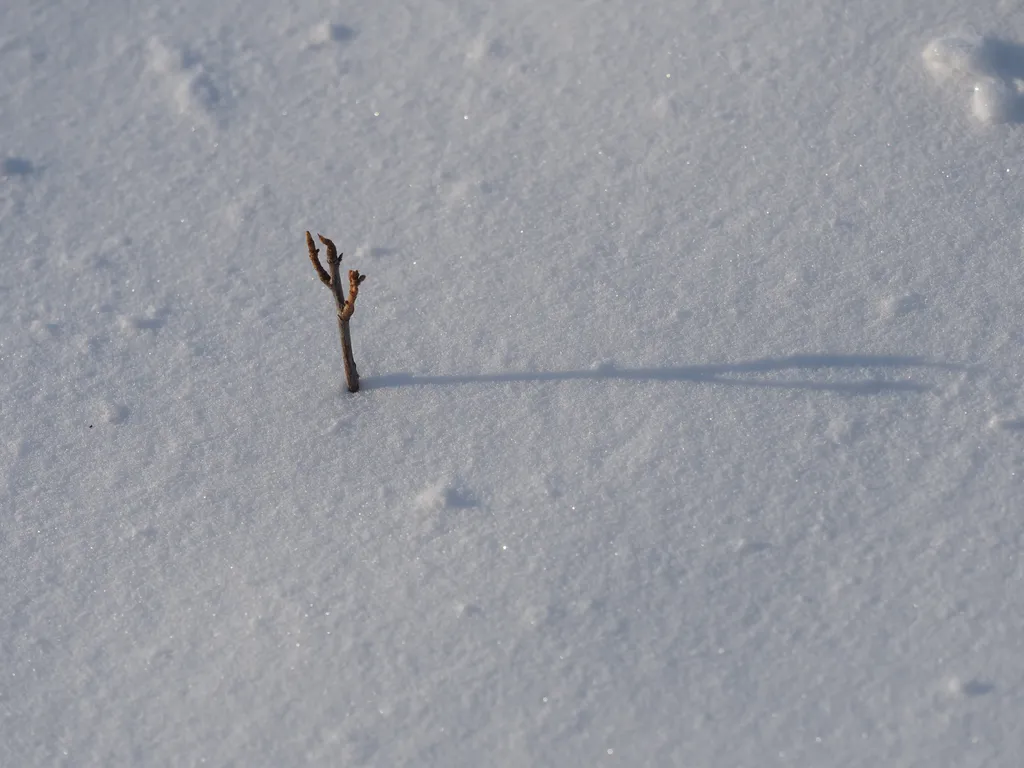 a branch sticking out of the snow