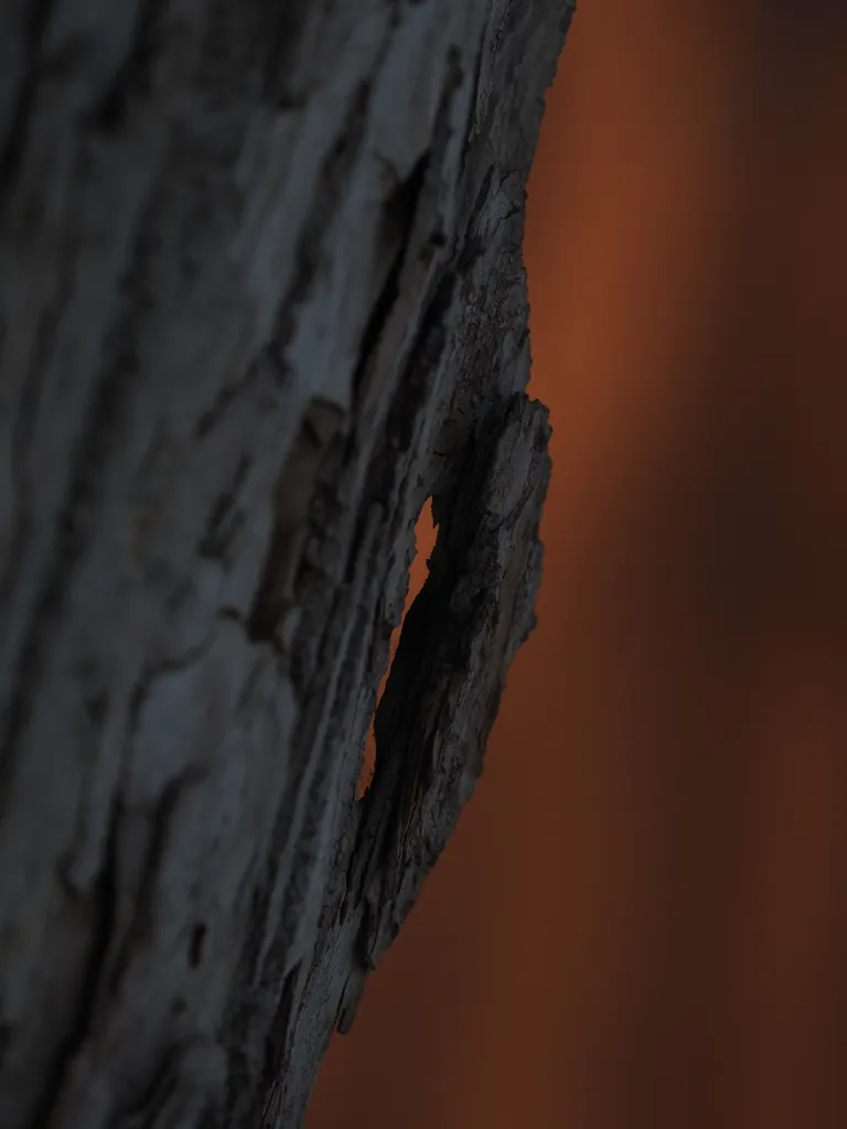 a hole in bark