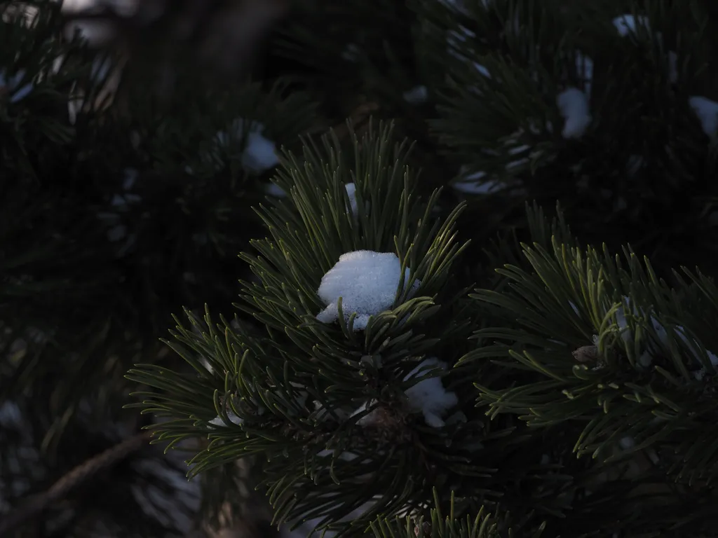 snow in pine branches