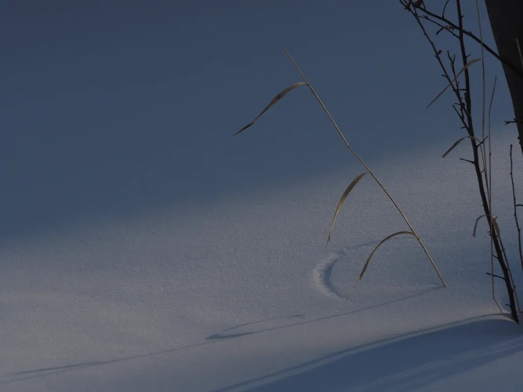 a plant etching an arc in the snow