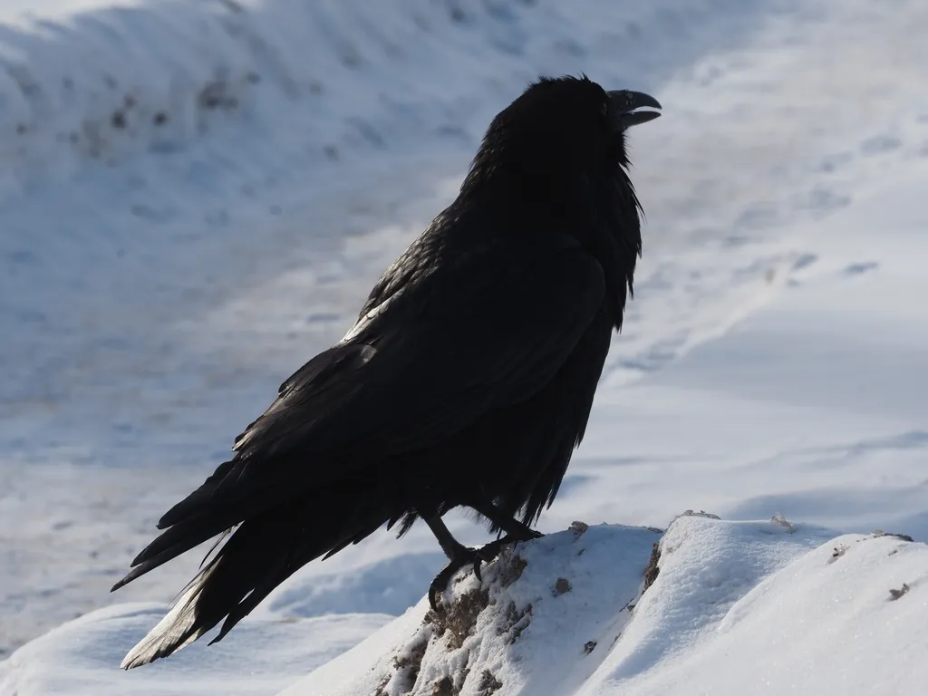 a raven on a snowbank