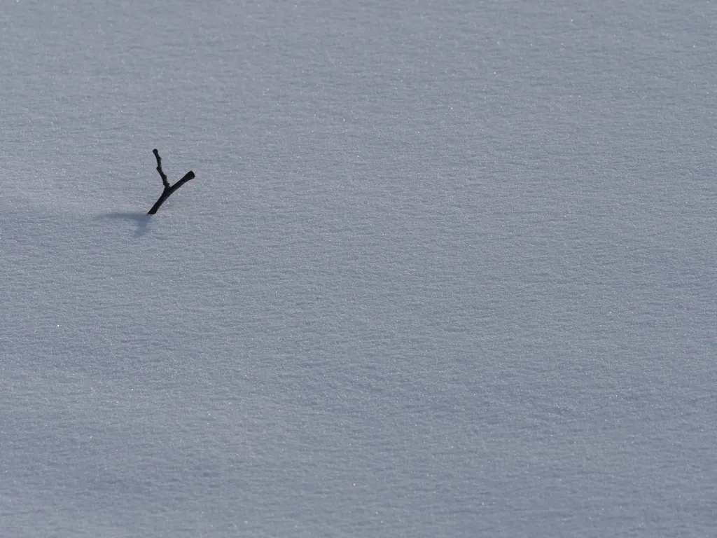 a branch sticking out of the snow