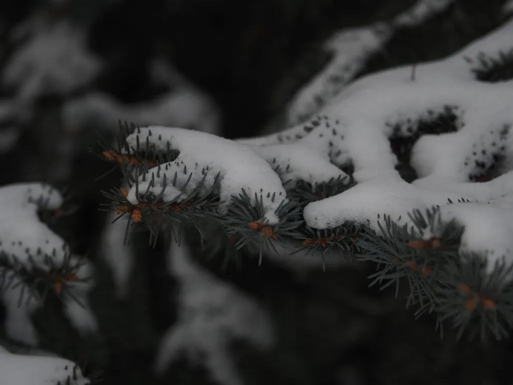 snow on a pine tree