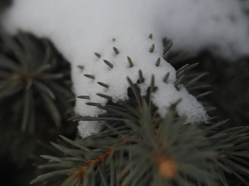 snow on a pine branch