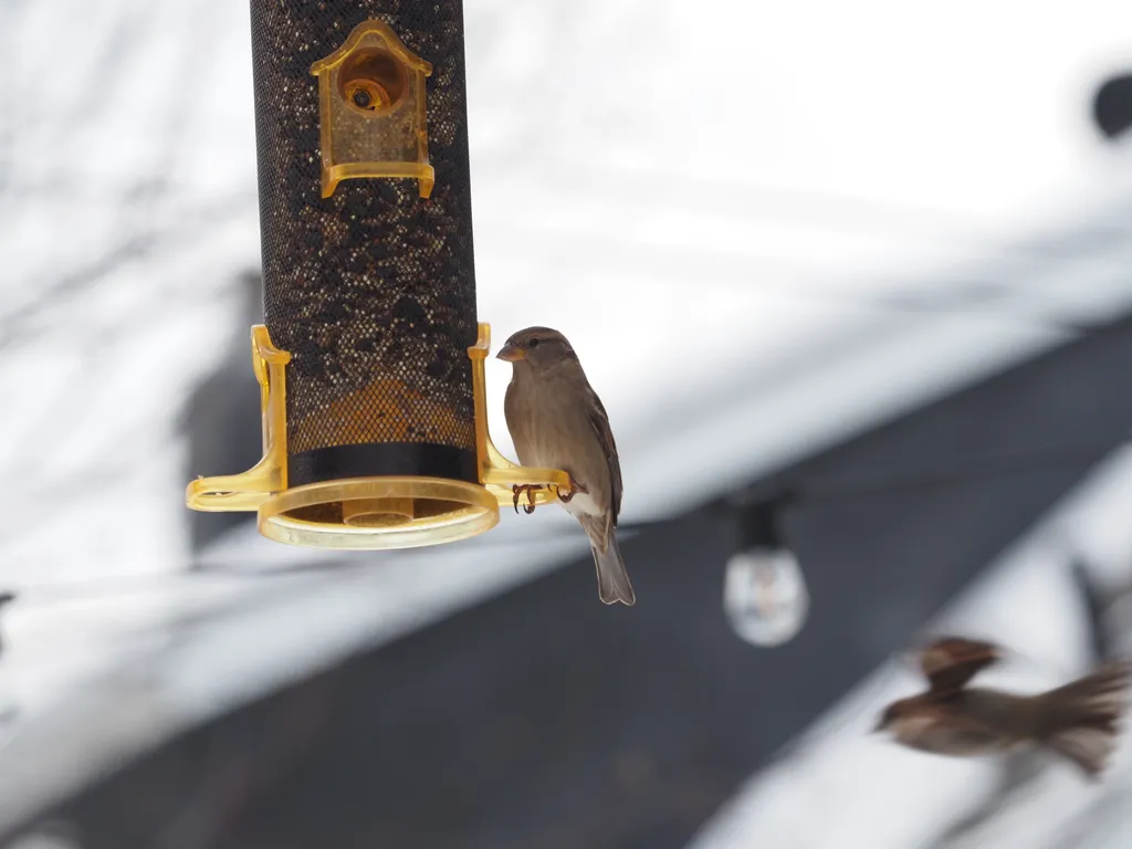 a sparrow on a feeder as another flies by