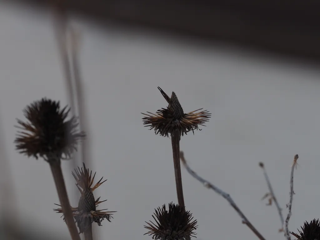 wilted coneflowers