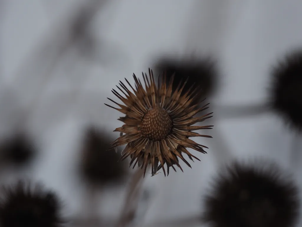 a wilted coneflower