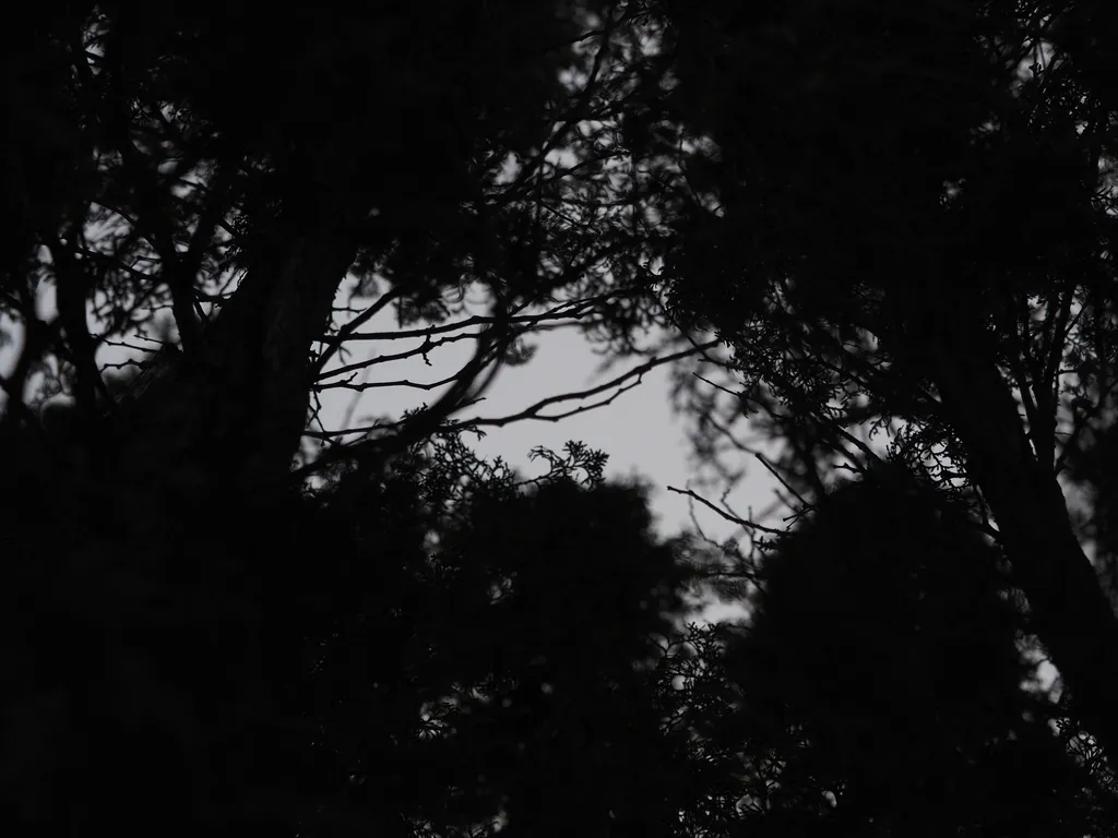 looking up through cedar branches