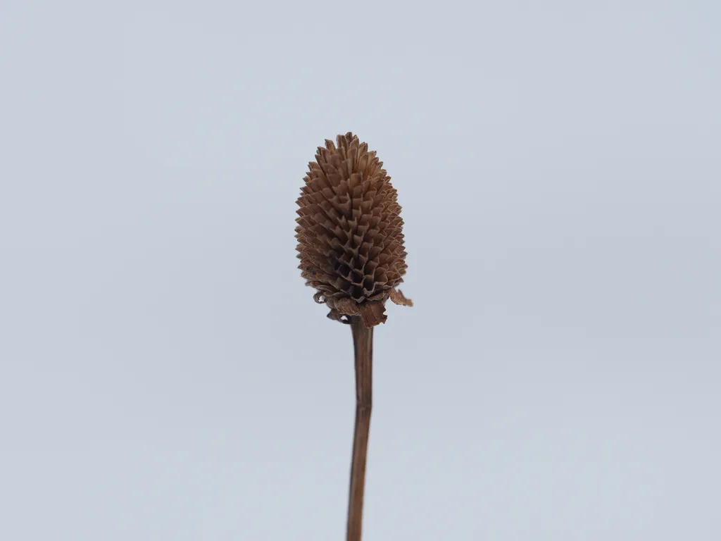 the remains of a coneflower